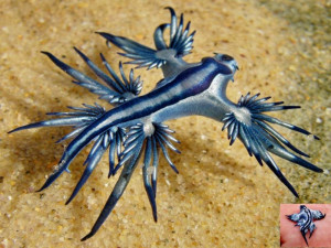 ... another universe but these multi coloured sea slugs are in fact one of