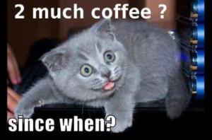 Funny coffee cat picture