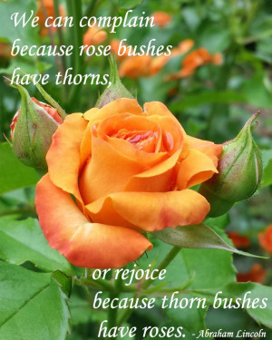 ... because thorn bushes have roses.” Abraham Lincoln - Gardening Quotes