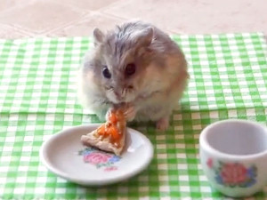 ... by Munching on Raspberries| Cute Pets, Funny Pet Videos, Funny Pets