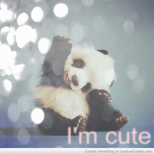 cute, cute d, love, panda, pretty, quote, quotes