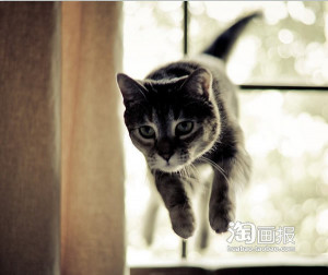 宠物猫咪--活力四射,搞笑图片库