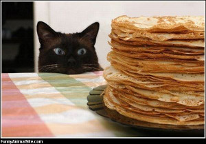Want Pancakes - Return to Funny Animal Pictures Home Page