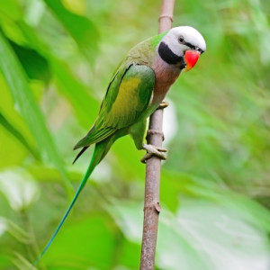 15. Green and Colorful Parakeet