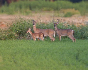Whitetail Buck Doe And Fawn...