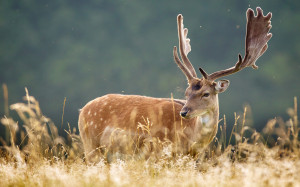 Will deer antlers become the next rhino horns? Image by Tanty Pas via ...