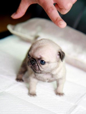 Baby Pug. So cute!
