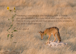 ... game and hate predators... The land is one organism.” - Aldo Leopold