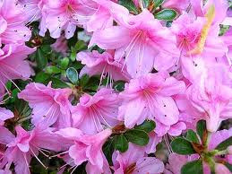 spring, quotes about spring, quotes spring, quote spring, spring quote ...