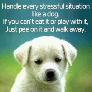 Handle stress like a dog...