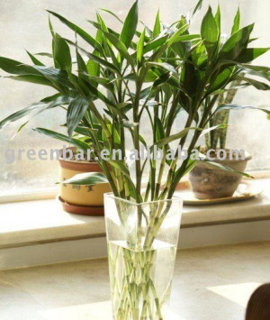 plant chinese lucky bamboo with water bead-----bring lucky to you ...