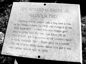 The Presidents, the Magnolia Trees, and the Museum