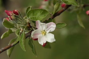 to apple products my first computer was the apple iic