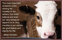 albert einstein more animal advocacy animal quotes albert einstein ...