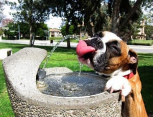 Funny Boxer Dog Drinking Water