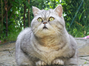 Fat Cat Giuly is a New Internet Sensation