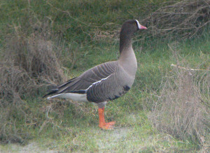 One The Two Lesser White Fronted Goose Reserve