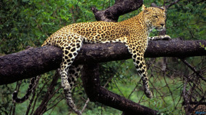 ... .com/wp-content/gallery/wildlife/south_african_leopard.jpg