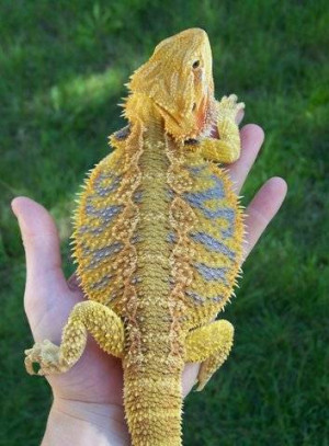 Citrus Tiger Bearded Dragons FOR SALE ADOPTION from Minneapolis ...