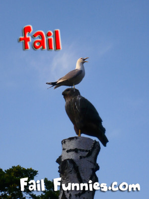 picture of a seagull on a totempole