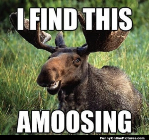 hilarious meme picture of a smiling moose sure to brighten your day!