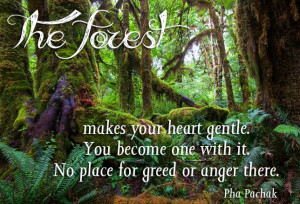 The forest makes your heart gentle You become one with it No place