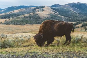... Yellowstone bison Yellowstone National Park Nikon D600 nikon 24-70 f2