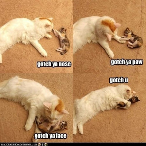 cat LOL funny Awesome meme cats toppost