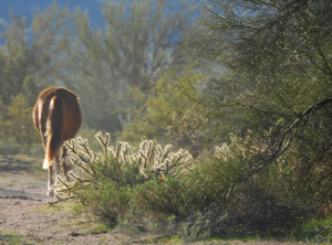 The desert, solitaire.