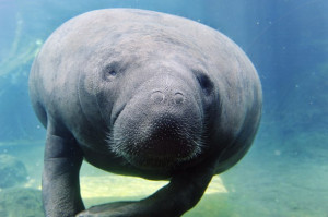 Woman photographed riding manatee hands herself in