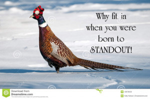 quote on individuality by Dr. Suess with a male ring necked pheasant ...