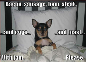 funny-dog-pictures-breakfast-in-bed-order