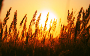 Bild: Sunset im Sommer wallpapers and stock photos