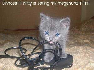 Funny cat pictures quotes funny cat quotes clip art picture comments ...