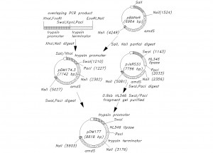 IP-biotech-4-AutoCAD-drafting