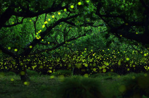 Glühwürmchen wie im Zauberwald