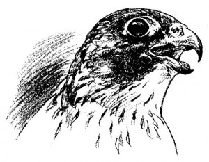 Peregrine Falcon Pencil Drawings