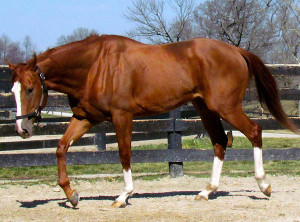 Chestnut Thoroughbred Horses a talented race horse but