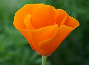 California State Flower - Poppy: California States Flowers, Flowers ...