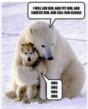 Funny Polar Bear Image Dog