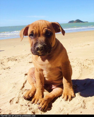 Cute Dog On The Beach • APlaceToLoveDogs.com • dog dogs puppy ...