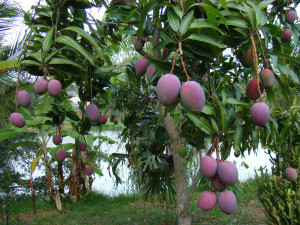 Imagen de arboles de mangos 1024x768 Imagen de arboles de mangos