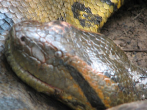 Funny Quotes Green Anaconda Snake 693 X 720 90 Kb Jpeg Fashion