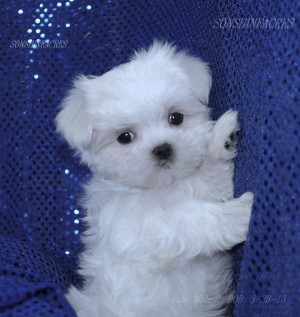 Maltese Puppies For Sale...