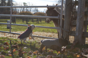 funny donkey cartoon funny quotes funny shrek quotes funny donkey ...