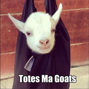 funny-lol-totes-ma-goats-humor-joke-lol-meme-photo-picture