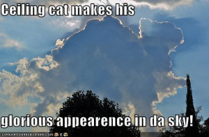 funny pictures cats wear same clothes funny pictures ceiling cat