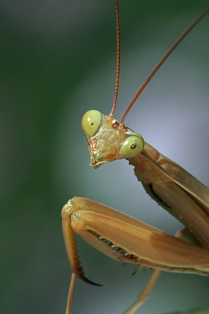 Hairworm Observed Emerging from Mantis | Science Buzz