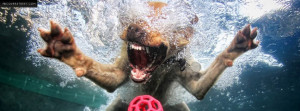 Dog Swimming For a Ball Picture