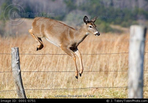 Whitetail Deer Jumping Over Fence